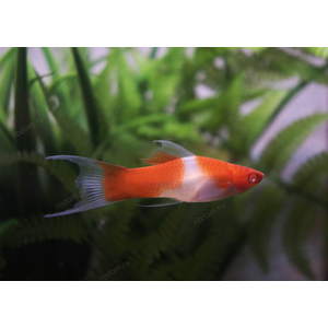 МЕЧЕНОСЕЦ САНТА-КЛАУС ВИЛКА КОХАКУ