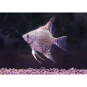 Скалярия Пиной (Pterophyllum scalare “Pinoy”) — одна из самых красивых селекционных форм скалярий. Отличается нежным серебристо-мраморным телом с тёмными вкраплениями и прозрачными плавниками с аккуратными штрихами. Смотрится элегантно и утончённо, особенно в аквариуме с мягким светом.