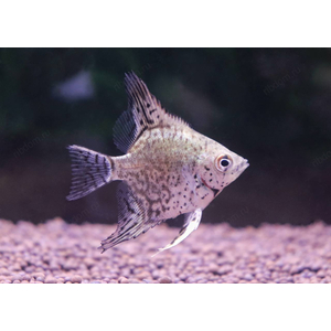 Скалярия Пиной (Pterophyllum scalare “Pinoy”) — одна из самых красивых селекционных форм скалярий. Отличается нежным серебристо-мраморным телом с тёмными вкраплениями и прозрачными плавниками с аккуратными штрихами. Смотрится элегантно и утончённо, особенно в аквариуме с мягким светом.