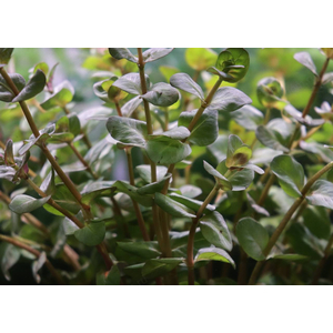 РОТАЛА МАКРАНДРА розовая мини