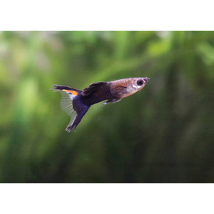 ГУППИ ЧЕРНЫЕ ЛИРАХВОСТЫЕГУППИ ЧЕРНЫЕ ЛИРАХВОСТЫЕ