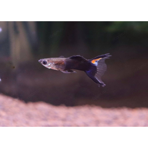 ГУППИ ЧЕРНЫЕ ЛИРАХВОСТЫЕ