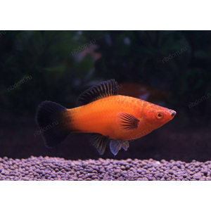 МЕЧЕНОСЕЦ КРАСНЫЙ, БЕРЛИНСКИЙ АССОРТИ