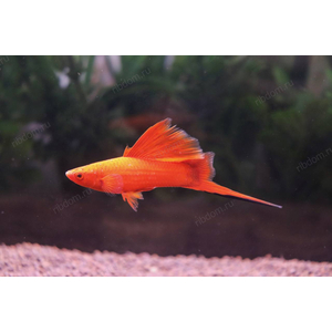 МЕЧЕНОСЕЦ КРАСНЫЙ, БЕРЛИНСКИЙ АССОРТИ