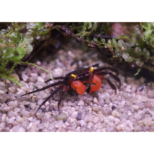 КРАБ ВАМПИР КРАСНОКЛЕШНЕВЫЙ