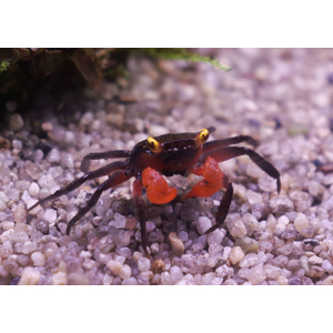 КРАБ ВАМПИР КРАСНОКЛЕШНЕВЫЙ