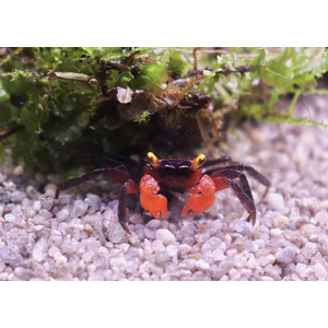 КРАБ ВАМПИР КРАСНОКЛЕШНЕВЫЙ