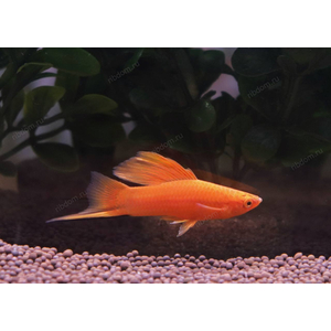 МЕЧЕНОСЕЦ КРАСНЫЙ ФЛАГ