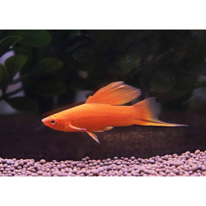 МЕЧЕНОСЕЦ КРАСНЫЙ ФЛАГ