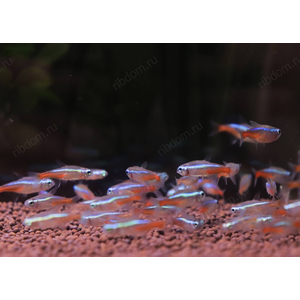 Неон голубой - Paracheirodon innesi var. “Blue” — это не просто рыбка, это самый популярный и узнаваемый обитатель домашних водоемов. Стайка неонов, снующих среди зелени, создает завораживающее зрелище благодаря своей уникальной, светящейся бирюзово-голубой полосе.