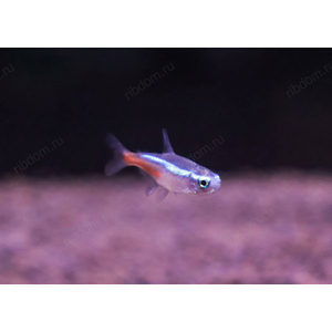 Неон голубой - Paracheirodon innesi var. “Blue” — это не просто рыбка, это самый популярный и узнаваемый обитатель домашних водоемов. Стайка неонов, снующих среди зелени, создает завораживающее зрелище благодаря своей уникальной, светящейся бирюзово-голубой полосе.