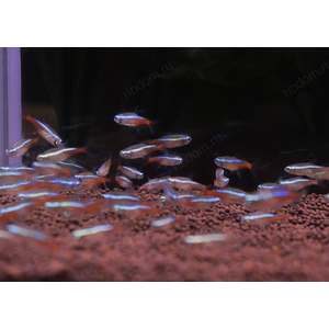 Неон голубой - Paracheirodon innesi var. “Blue” — это не просто рыбка, это самый популярный и узнаваемый обитатель домашних водоемов. Стайка неонов, снующих среди зелени, создает завораживающее зрелище благодаря своей уникальной, светящейся бирюзово-голубой полосе.