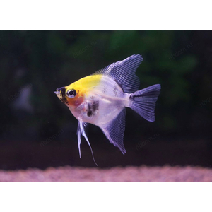 Скалярия кои - Pterophyllum scalare Koi