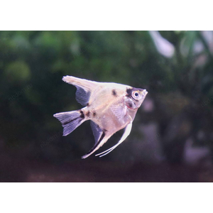 Скалярия кои - Pterophyllum scalare Koi