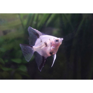 Скалярия кои - Pterophyllum scalare Koi