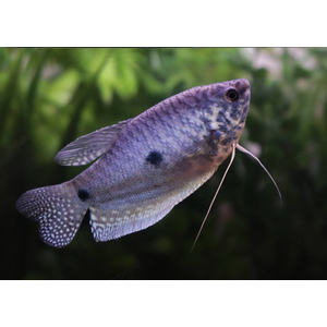 ГУРАМИ МРАМОРНЫЙ XL