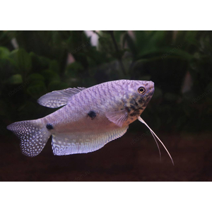 ГУРАМИ МРАМОРНЫЙ XL