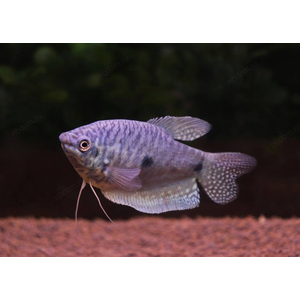 ГУРАМИ МРАМОРНЫЙ XL