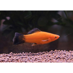 МЕЧЕНОСЕЦ БЕРЛИНСКИЙ