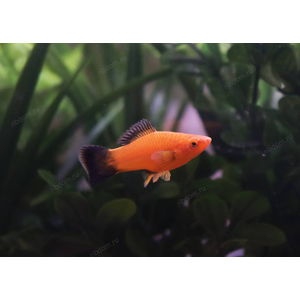 МЕЧЕНОСЕЦ БЕРЛИНСКИЙ