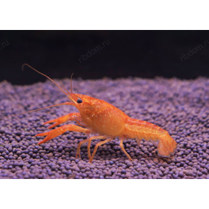 РАК ФЛОРИДСКИЙ КРАСНЫЙ