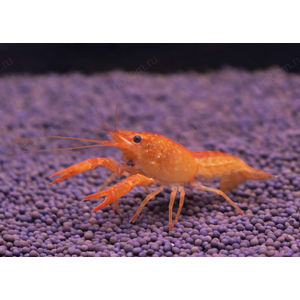 РАК ФЛОРИДСКИЙ КРАСНЫЙ