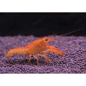 РАК ФЛОРИДСКИЙ КРАСНЫЙ