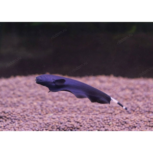 Apteronotus albifrons — научное название чёрной рыбы-ножа (чёрной ножетелки, чёрного призрака). Принадлежит семейству Аптеронотовые.