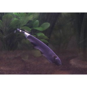 Apteronotus albifrons — научное название чёрной рыбы-ножа (чёрной ножетелки, чёрного призрака). Принадлежит семейству Аптеронотовые.