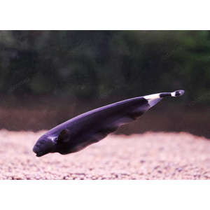 Apteronotus albifrons — научное название чёрной рыбы-ножа (чёрной ножетелки, чёрного призрака). Принадлежит семейству Аптеронотовые.