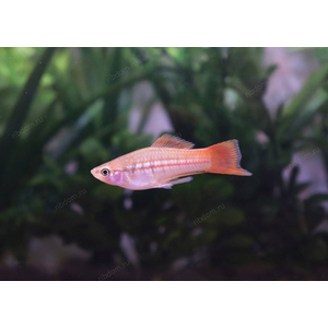 МЕЧЕНОСЕЦ ЗЕЛЕНЫЙ