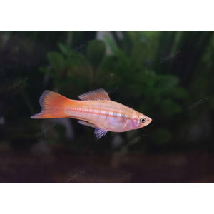 МЕЧЕНОСЕЦ ЗЕЛЕНЫЙ