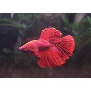 ПЕТУШОК СУПЕР ДЕЛЬТА АССОРТИ