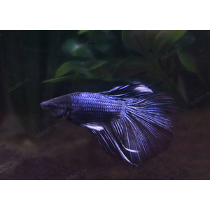 ПЕТУШОК СУПЕР ДЕЛЬТА АССОРТИ