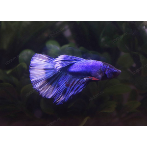 ПЕТУШОК СУПЕР ДЕЛЬТА АССОРТИ