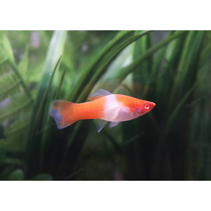 МЕЧЕНОСЕЦ КОИ САНТА-КЛАУС КОХАКУ