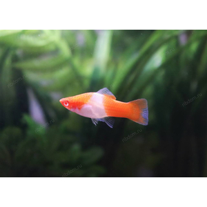 МЕЧЕНОСЕЦ КОИ САНТА-КЛАУС КОХАКУ