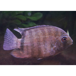 СЕВЕРУМ КРАСНОПЛЕЧИЙ