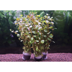 РОТАЛА ИНДИЙСКАЯ