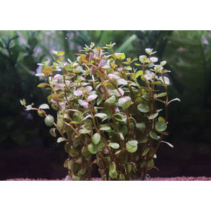 РОТАЛА ИНДИЙСКАЯ