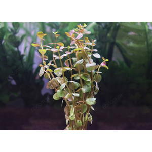 РОТАЛА ИНДИЙСКАЯ