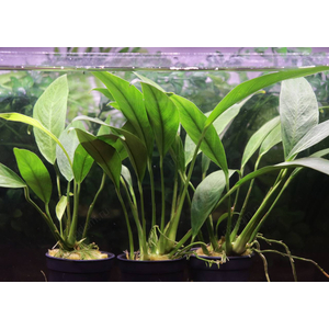 АНУБИАС КОНГО - Anubias congensis