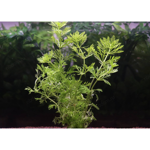 АМБУЛИЯ ВОДНАЯ