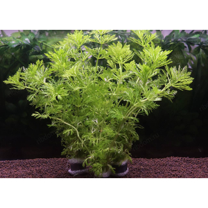 АМБУЛИЯ ВОДНАЯ