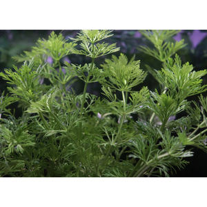 АМБУЛИЯ ВОДНАЯ