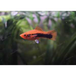 МЕЧЕНОСЕЦ КУБИНСКИЙ