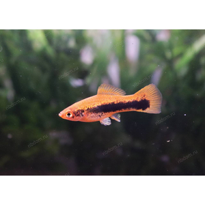 МЕЧЕНОСЕЦ КУБИНСКИЙ