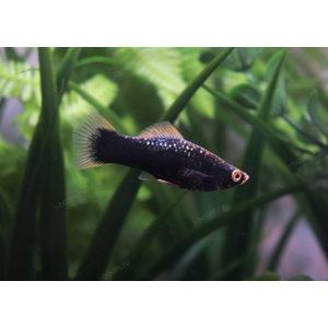 МЕЧЕНОСЕЦ ЧЕРНЫЙ