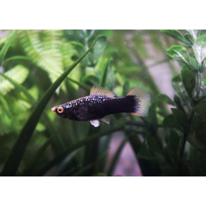 МЕЧЕНОСЕЦ ЧЕРНЫЙ