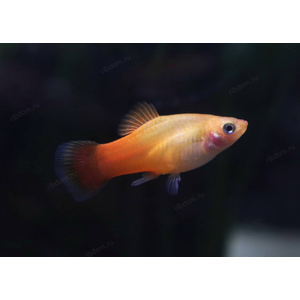 ПЕЦИЛИЯ САНСЕТ